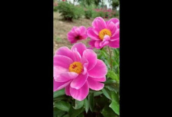 花的短视频,短视频捕捉的美丽瞬间